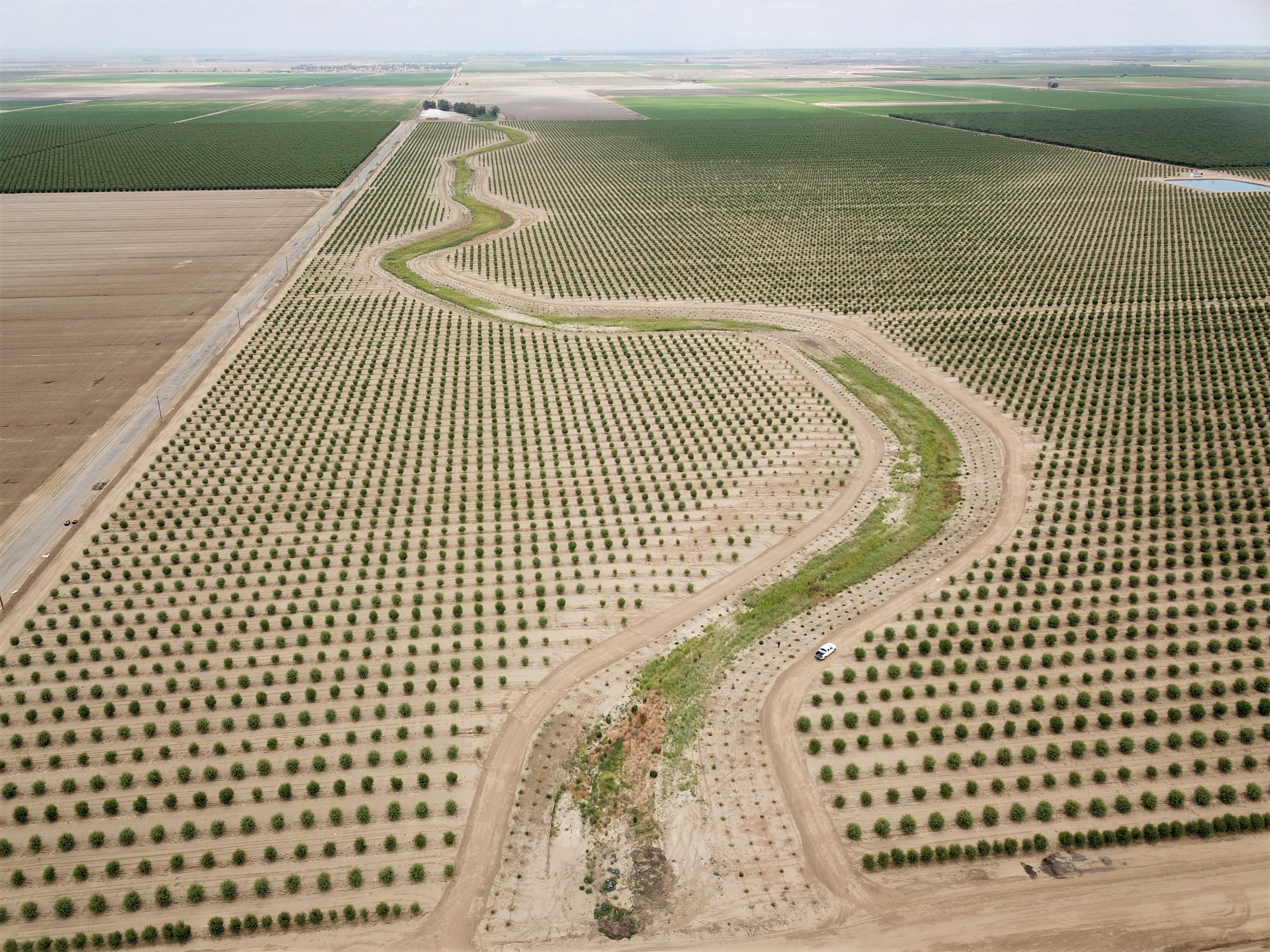 Bee Better Certified Engages the Almond Industry Xerces Society